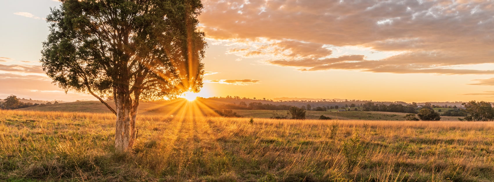 Texas golden landscape